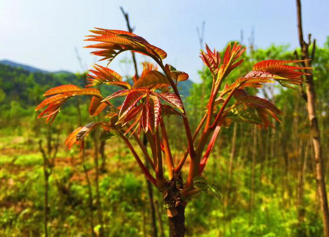 博鱼体育中国入口香椿产业铺就乡村致富路(图1)