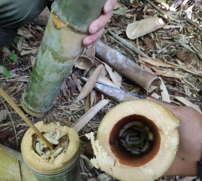 农村竹子里博鱼平台有种寄生的虫子长大成竹蜂虫卵时油炸吃很脆也美味(图2)