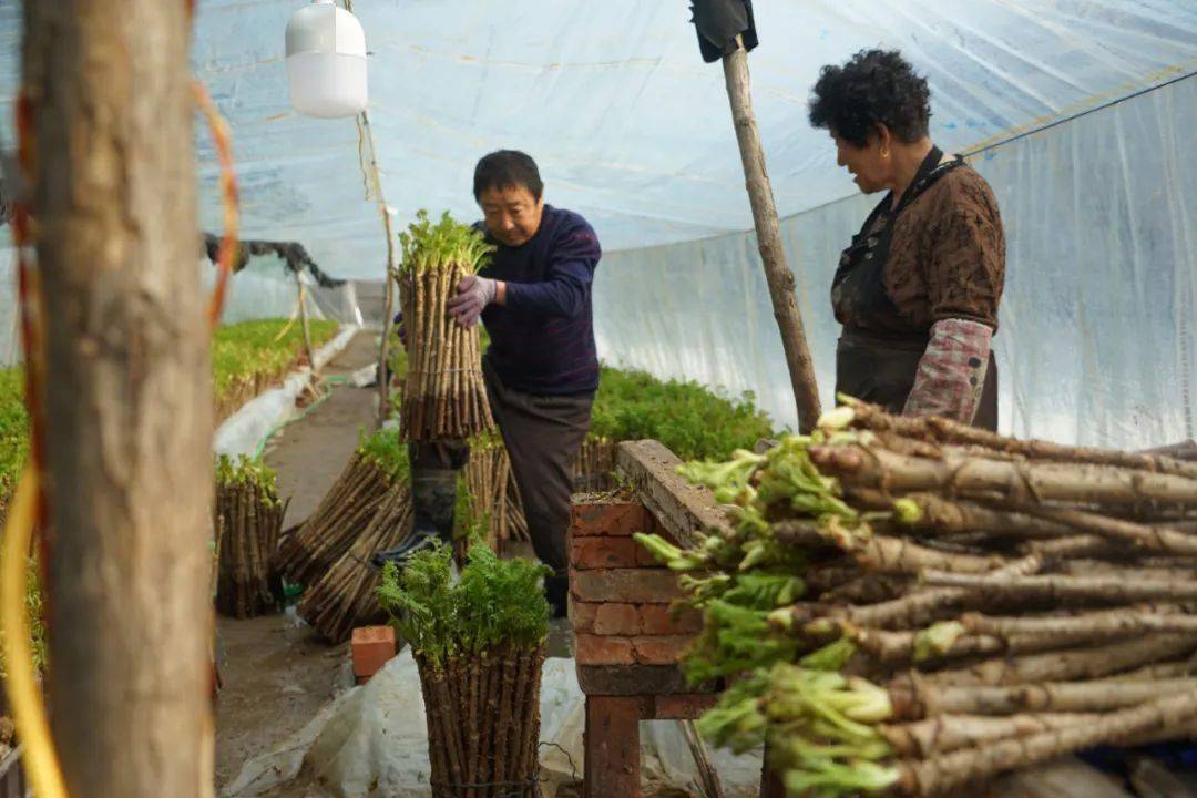 博鱼boyu体育官方平台高家村大棚生金流银水生种植刺嫩芽(图1)