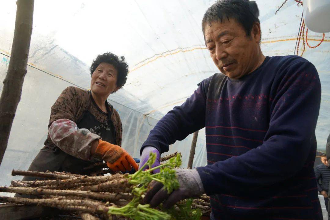 博鱼boyu体育官方平台高家村大棚生金流银水生种植刺嫩芽(图2)